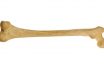 Long bone