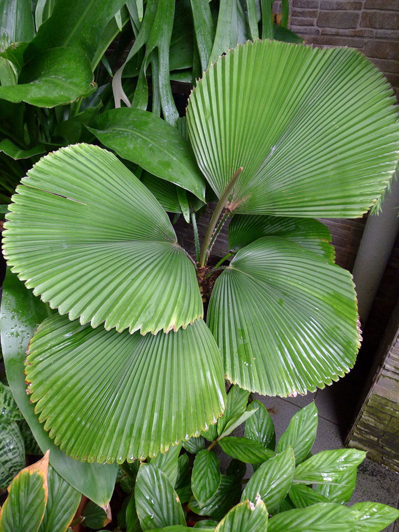 Pleated Definition of Pleated