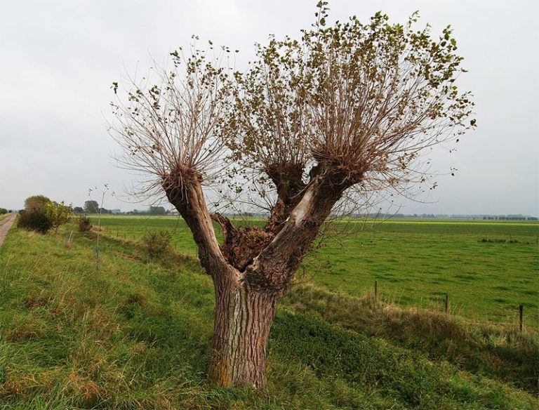 Pollard Definition of Pollard