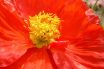 Polliniferous