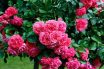 Polyanthous