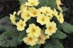 Primrose