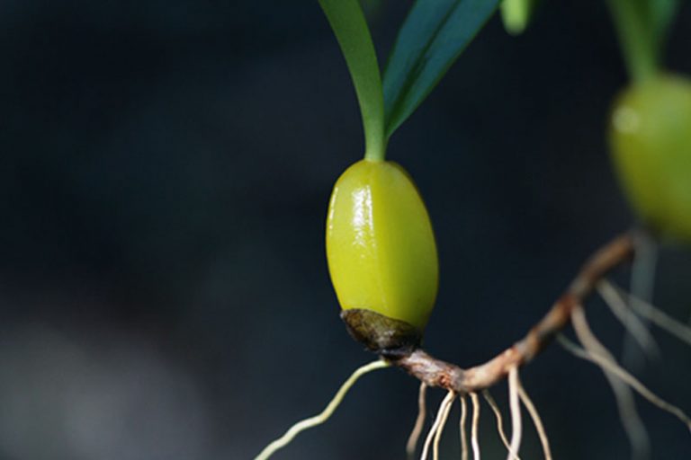 Pseudobulb Definition of Pseudobulb