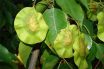Pterocarpous