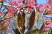 Seedpods