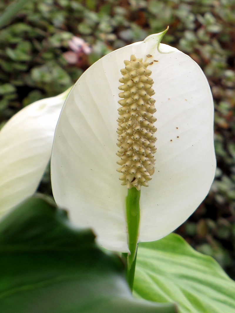 Spathe Definition of Spathe