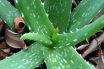 Spearhead-shaped