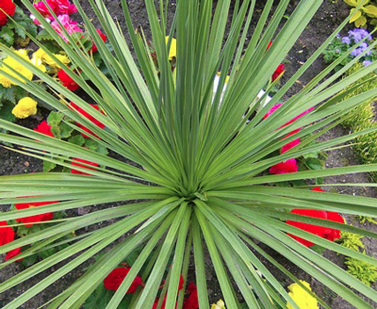 Spike Definition Of Spike