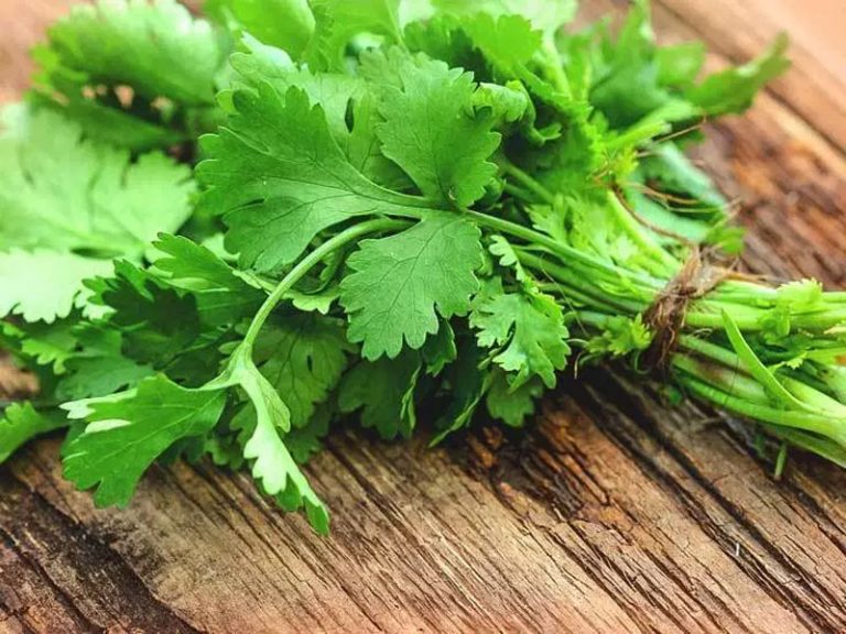 Cilantro Definition of Cilantro