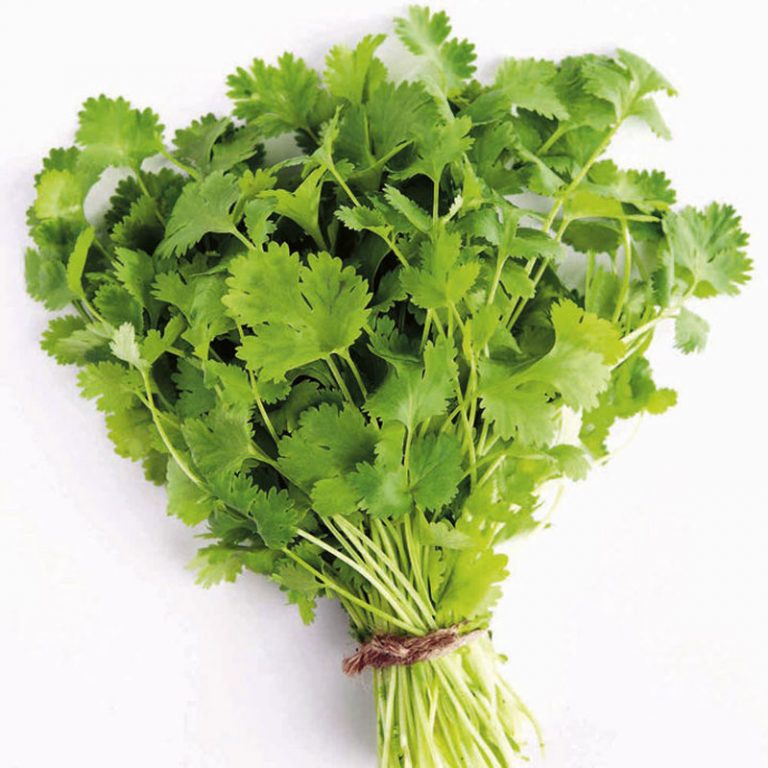 Coriander Definition of Coriander