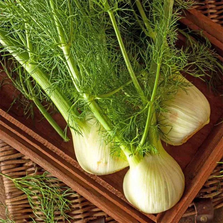 Fennel Definition of Fennel