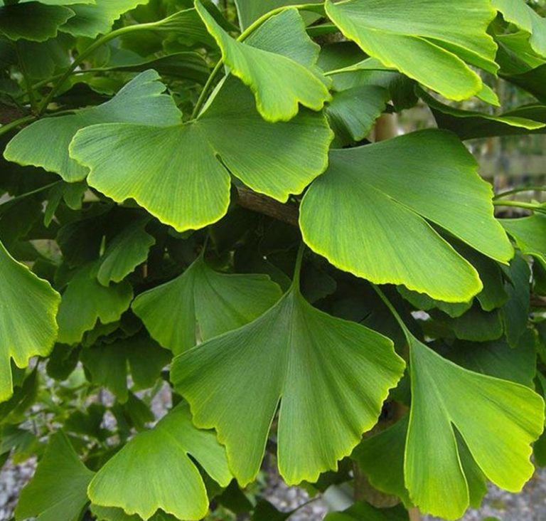 Ginkgo biloba Definition of Ginkgo biloba