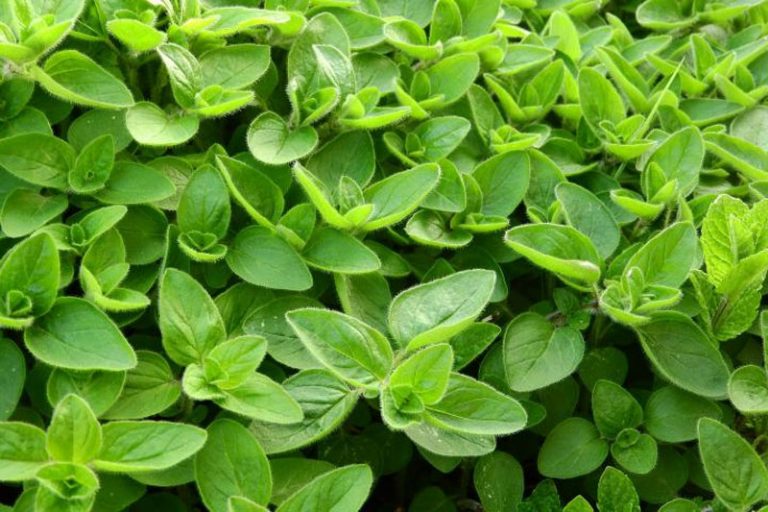 Marjoram Definition of Marjoram
