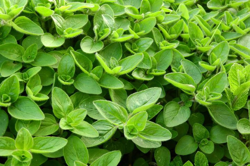 Marjoram Definition of Marjoram
