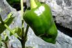 Poblano chiles