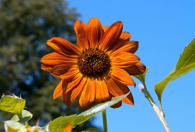 Angiosperms Definition of Angiosperms