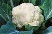 Cauliflower
