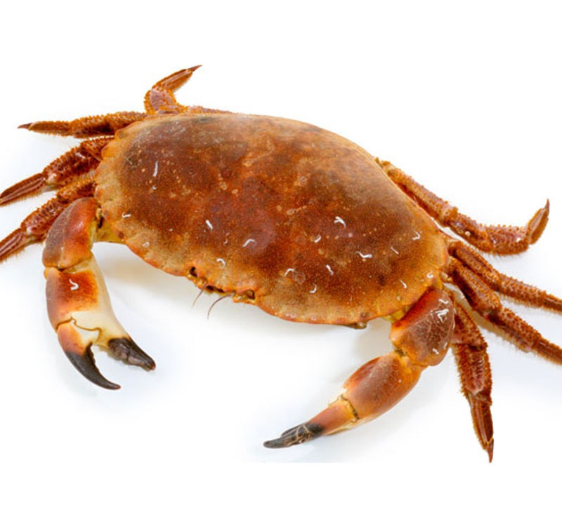 Crab - Definition of Crab
