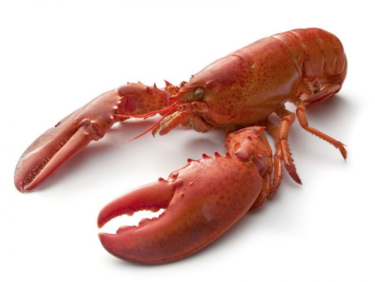 Lobster Definition of Lobster
