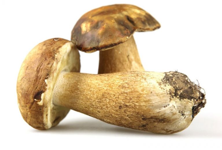 Porcini Definition of Porcini