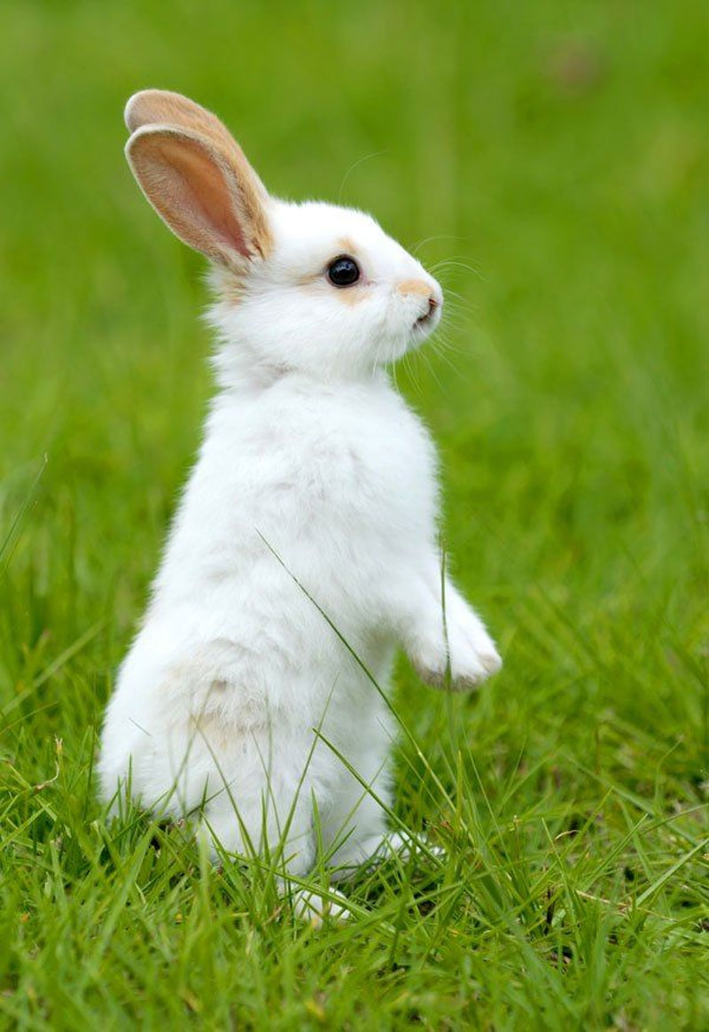 Rabbit - Definition of Rabbit