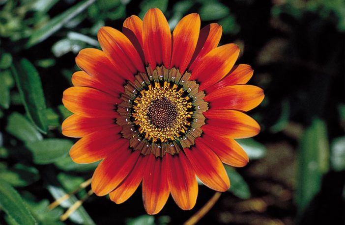Flower Rae Ray flower - Definition of Ray flower