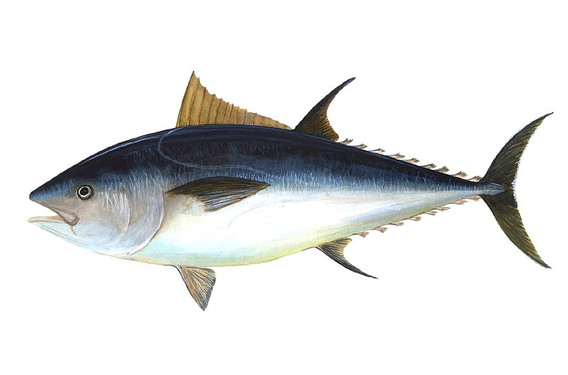Tuna Definition of Tuna