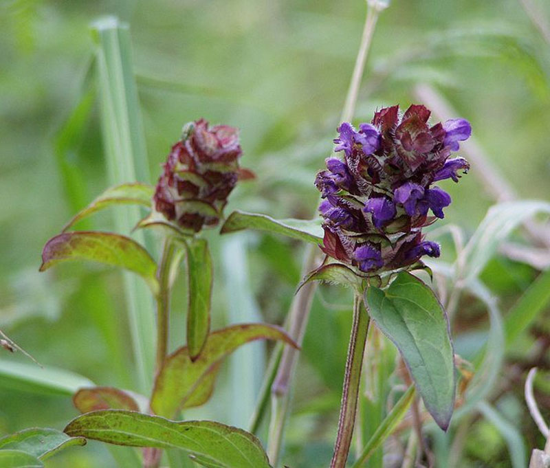 allheal-definition-of-allheal