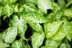 Arrow-shaped leaf