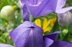 Balloon Flower
