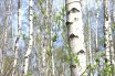 Birch