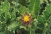 Blessed Thistle (Cnicus benidictus)