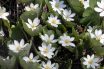 Bloodroot