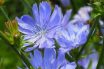 Chicory