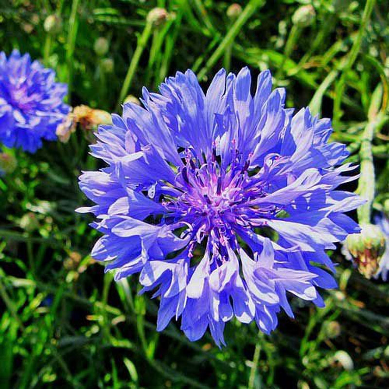 Cornflower Definition of Cornflower