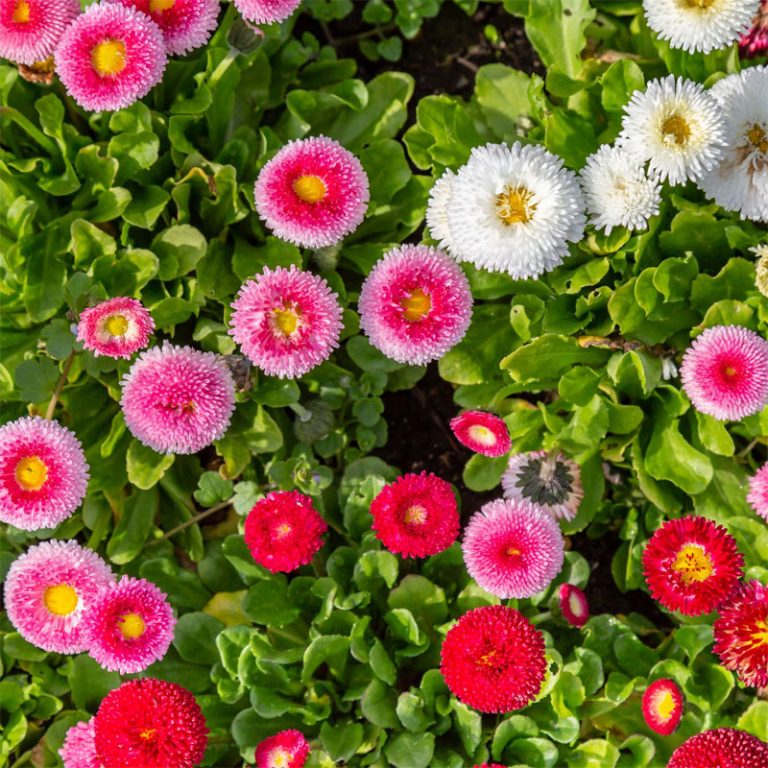 English daisy Definition of English daisy