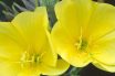Evening primrose