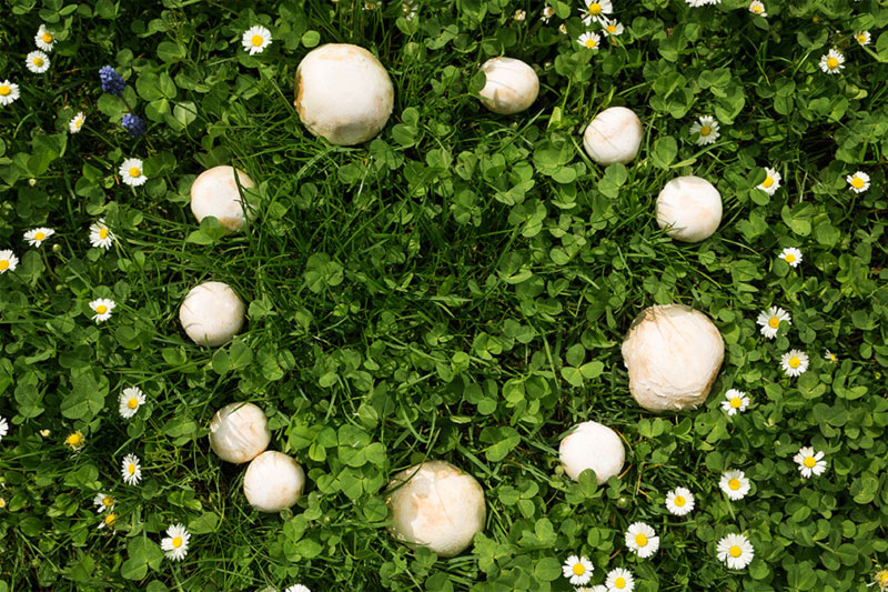 Fairy ring Definition of Fairy ring