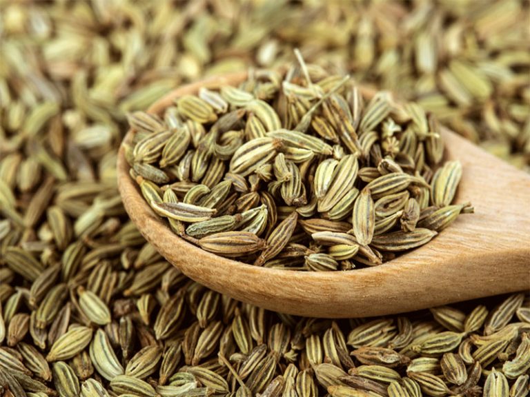 Fennel seeds Definition of Fennel seeds