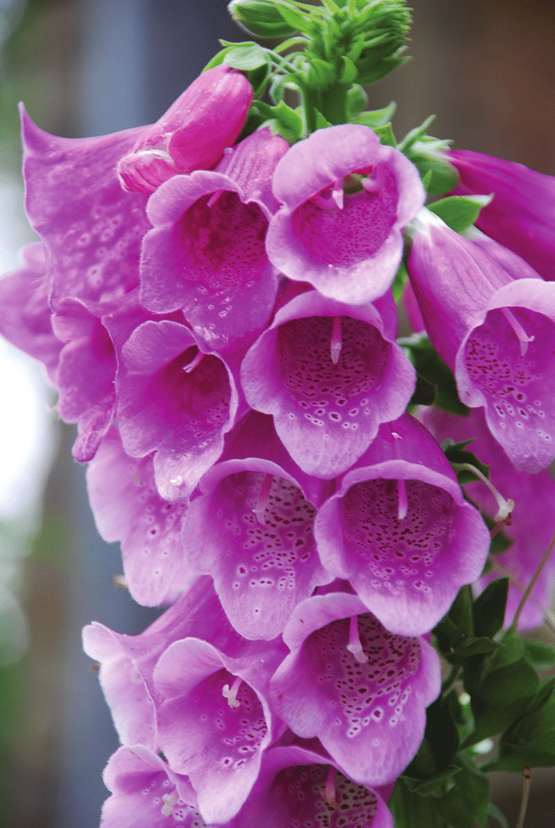 Foxglove Definition of Foxglove