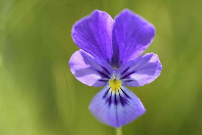 HeartsEase Definition of HeartsEase
