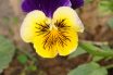 Heartsease
