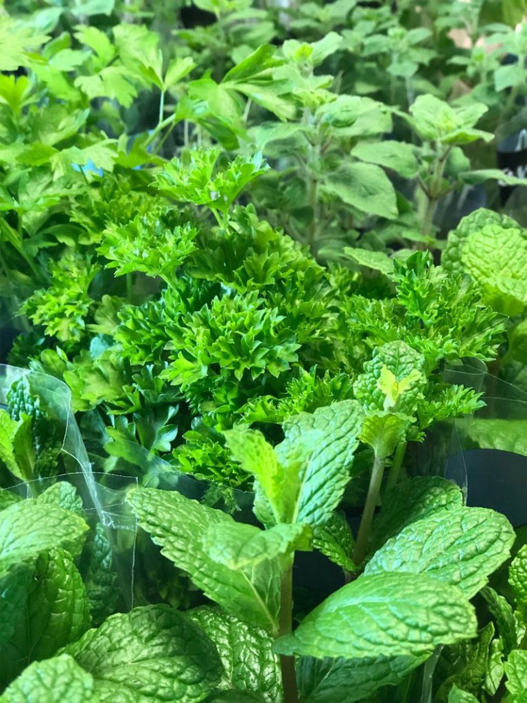 Herbs Definition of Herbs