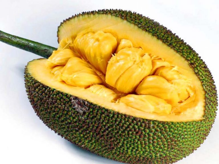 Jack Fruit Definition of Jack Fruit