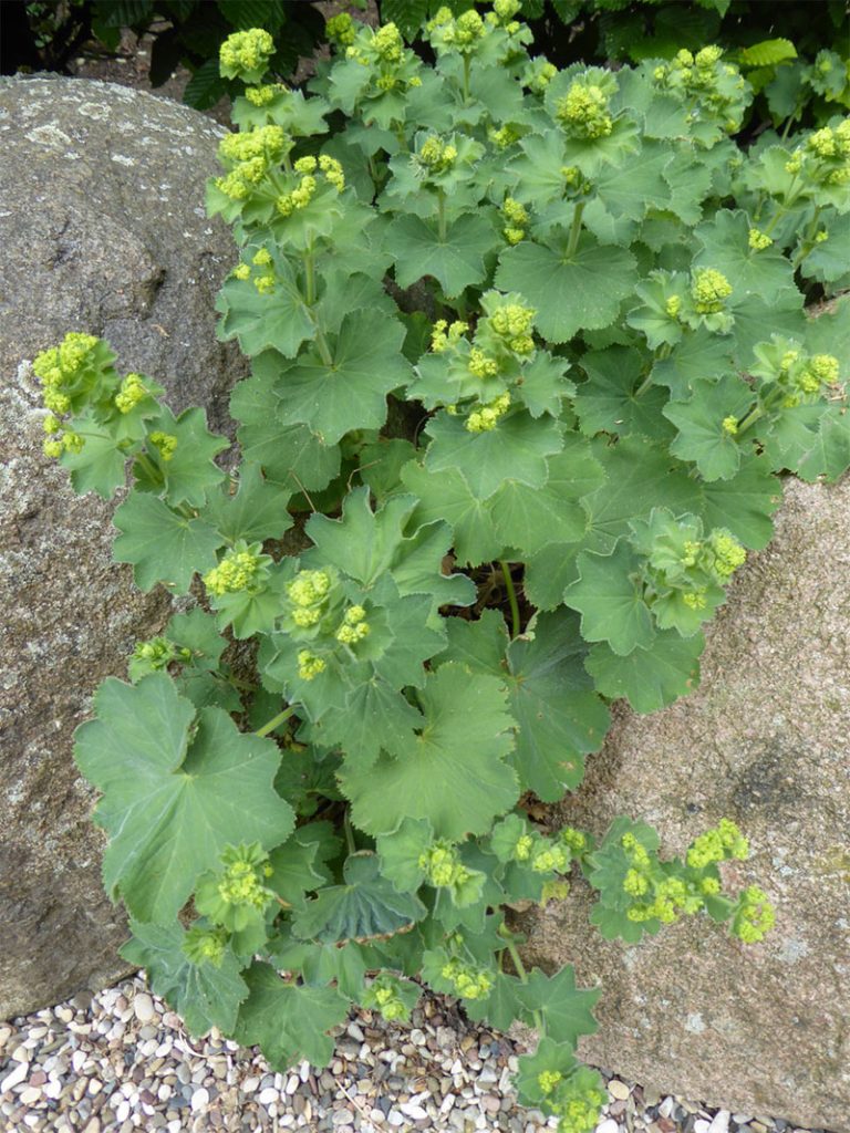Lady's Mantle Definition of Lady's Mantle