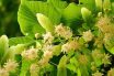 Linden (Tilia cordata)