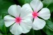 Madagascar Periwinkle (Catharanthus roseus)
