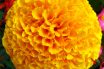 Marigold