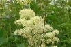 Meadowsweet