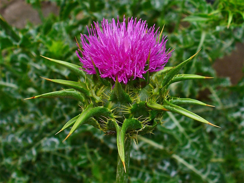 Milk Thistle (Silybum marianum) Definition of Milk Thistle (Silybum